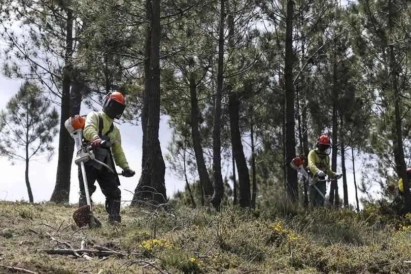 Limpeza de Terrenos – Novos Prazos para 2026 2 Imagem
